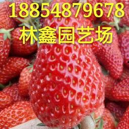 全明星草莓简介