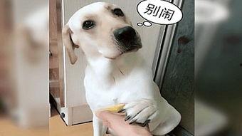 道具 吃瓜柠檬狗,揭秘宠物界的“网红”传奇