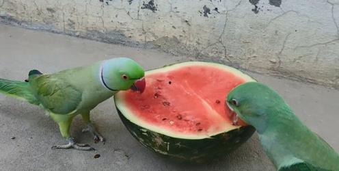 鹦鹉可以吃瓜怎么,瓜果新宠的甜蜜诱惑