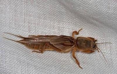 地里的田鼠吃瓜,田野间的趣味生态现象